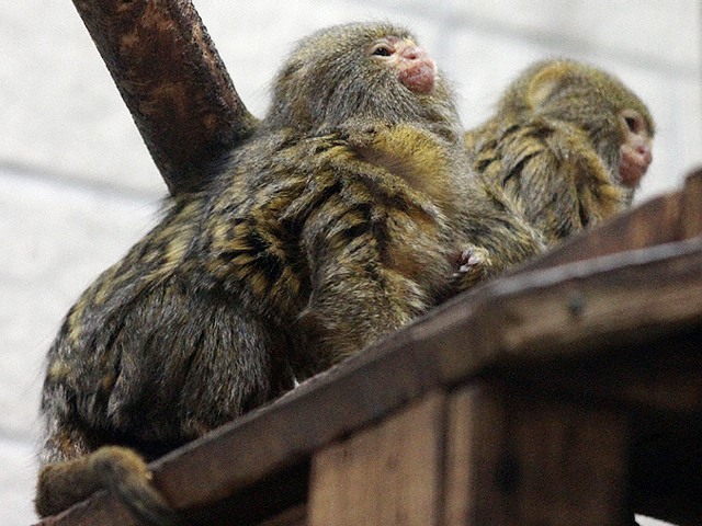 動物図鑑 ピグミーマーモセット