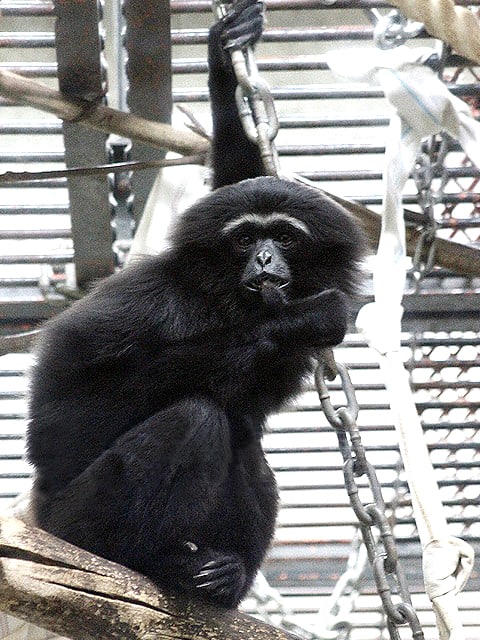 動物図鑑 アジルテナガザル