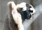 動物図鑑・ボウシテナガザルの写真 4