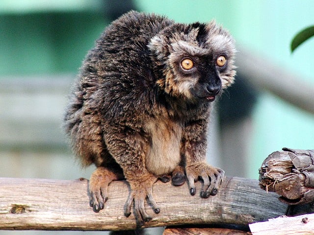 動物図鑑 ブラウンキツネザル チャイロキツネザル