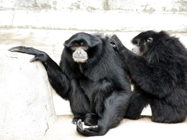 動物図鑑 フクロテナガザル