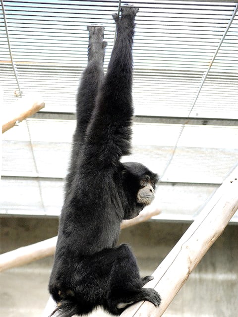 動物図鑑 フクロテナガザル