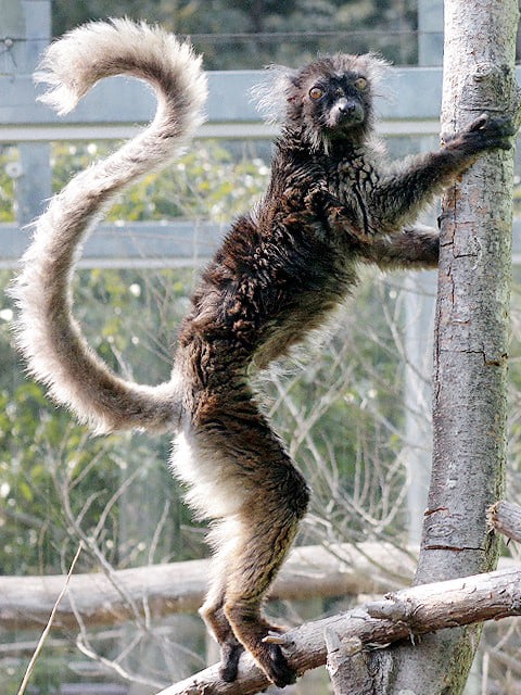 動物図鑑 クロキツネザル