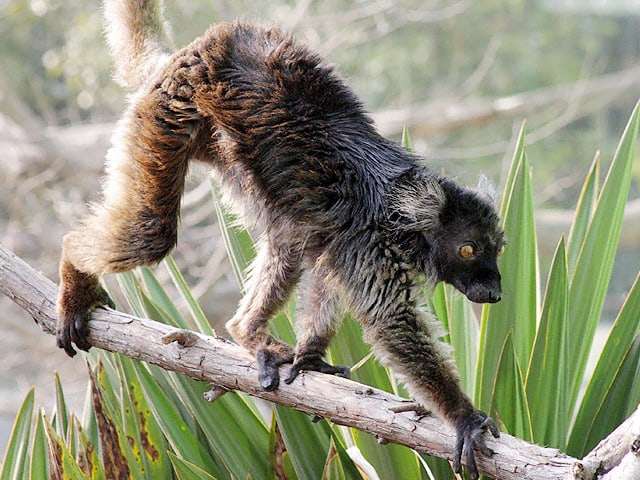 動物図鑑 クロキツネザル