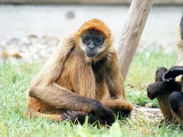 動物図鑑・ジェフロイクモザル