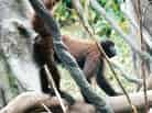 動物図鑑・コモンウーリーモンキー 1