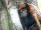 動物図鑑・コモンウーリーモンキー 4
