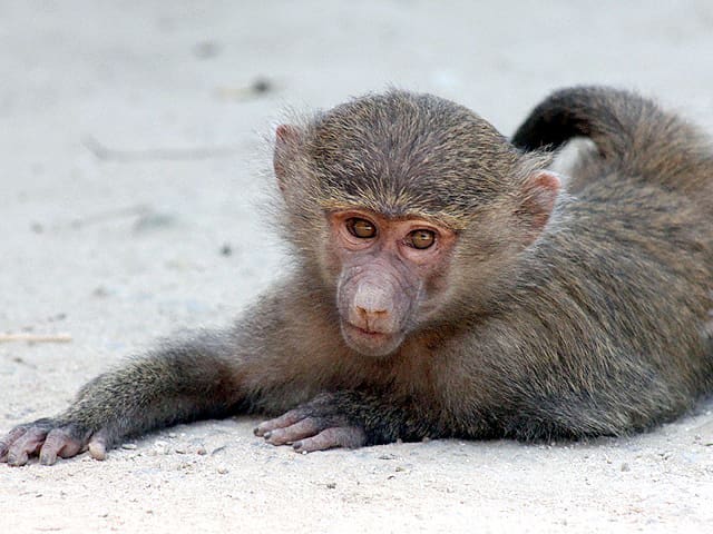 動物図鑑 アヌビスヒヒ ドグエラヒヒ