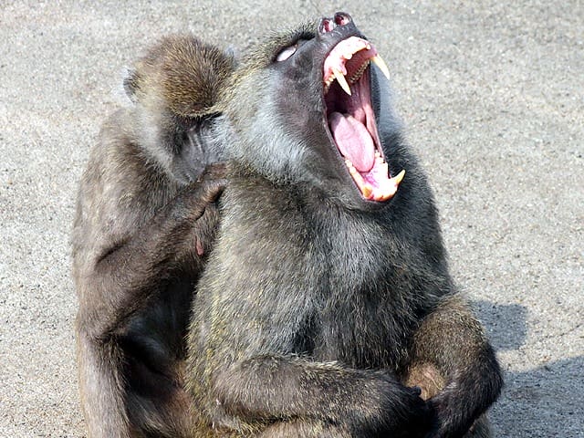 動物図鑑 アヌビスヒヒ ドグエラヒヒ