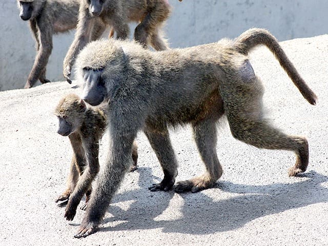 動物図鑑 アヌビスヒヒ ドグエラヒヒ