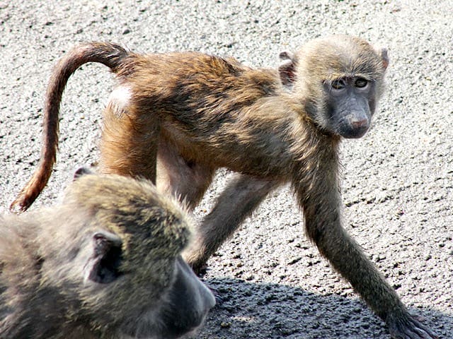 動物図鑑 アヌビスヒヒ ドグエラヒヒ