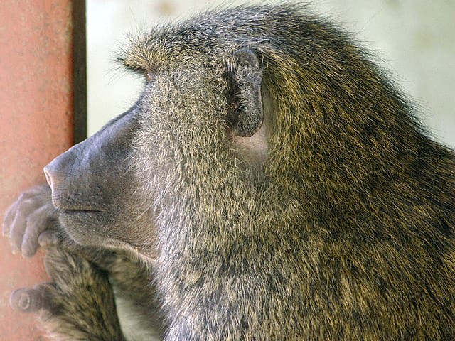 動物図鑑 アヌビスヒヒ ドグエラヒヒ