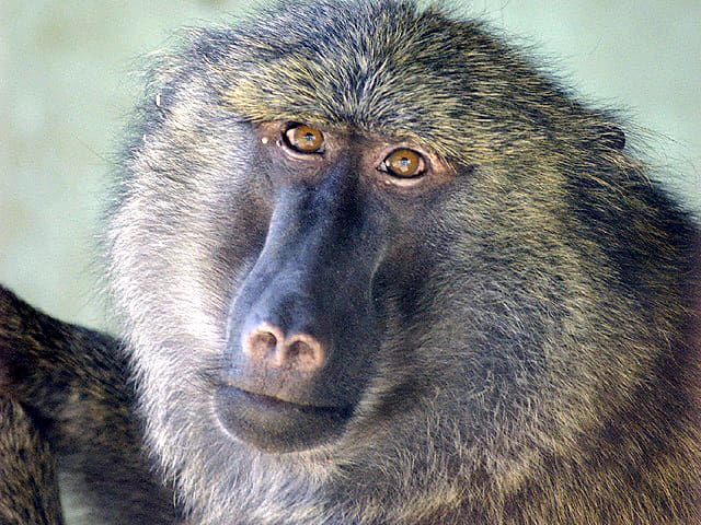 動物図鑑 アヌビスヒヒ ドグエラヒヒ