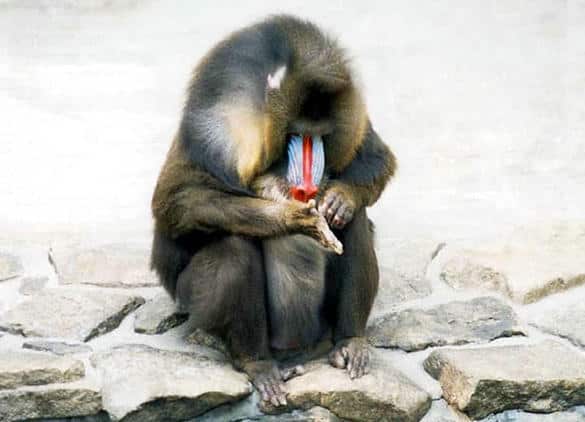 動物図鑑・マンドリル