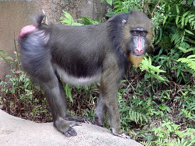 新春福袋21 絵はがき マンドリル 子供の科学社編 哺乳類 狒々 マントヒヒ 動物 猿 西アフリカ Lacistitis Es