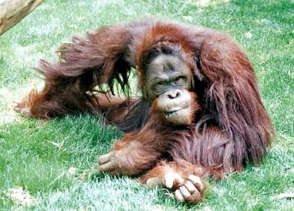 動物図鑑・ボルネオオランウータン