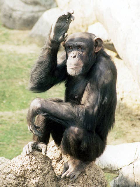 動物図鑑・チンパンジー 13