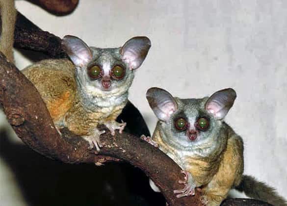 動物図鑑・ショウガラゴ