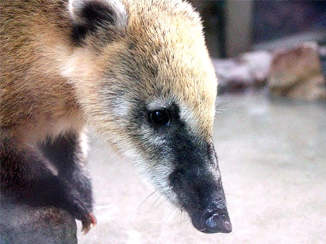 動物図鑑 ハナグマ アカハナグマ