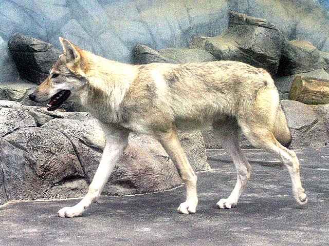 動物図鑑 ハイイロオオカミの亜種