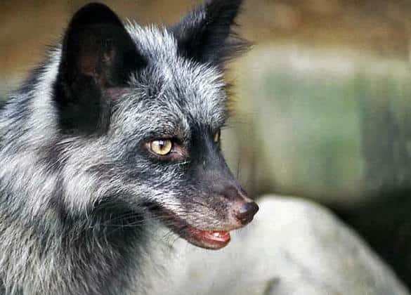 動物図鑑・ギンギツネ