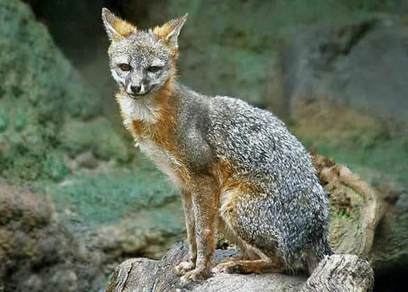 動物図鑑・ハイイロギツネ