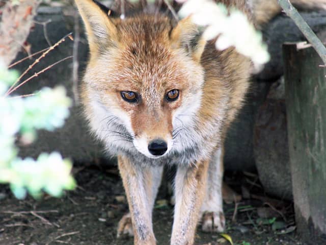 動物図鑑 ホンドギツネ