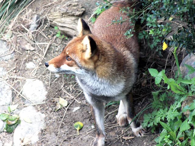 動物図鑑 アカギツネ キツネ