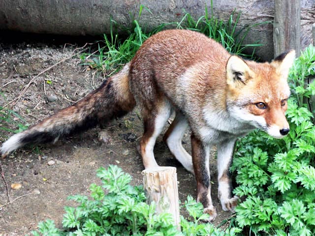 動物図鑑 ホンドギツネ