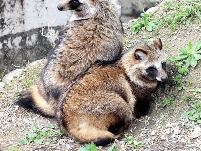 動物図鑑 タヌキ