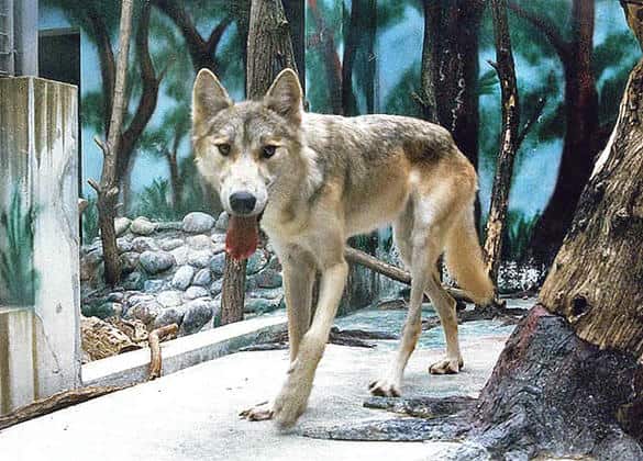 動物図鑑・ハイイロオオカミ