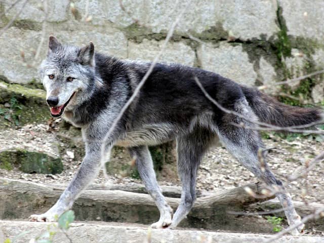 動物図鑑 ハイイロオオカミの亜種