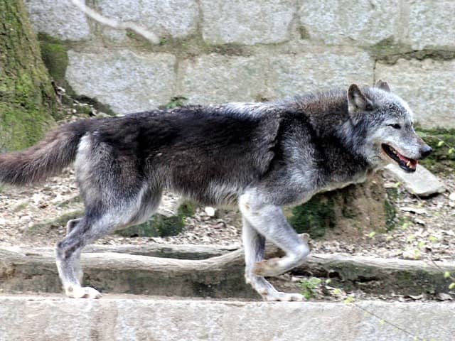 動物図鑑 ハイイロオオカミ オオカミ