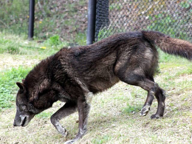 動物図鑑 シンリンオオカミ