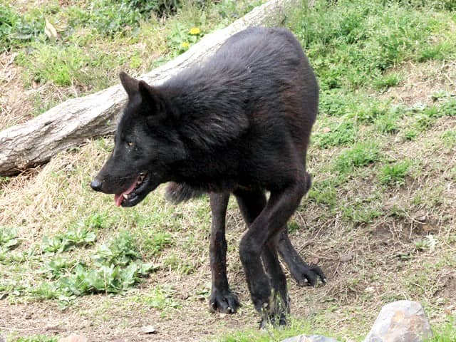 動物図鑑 ハイイロオオカミ オオカミ