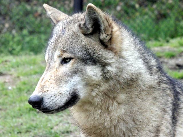 動物図鑑 ハイイロオオカミ オオカミ