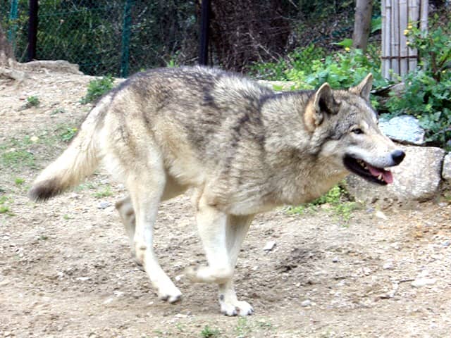 動物図鑑 シンリンオオカミ