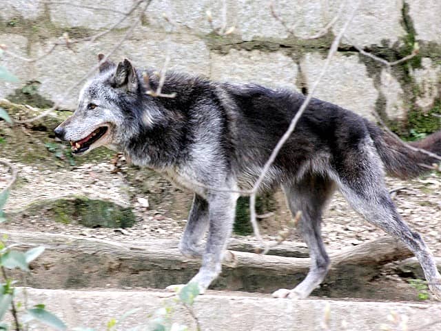 動物図鑑 ハイイロオオカミ オオカミ