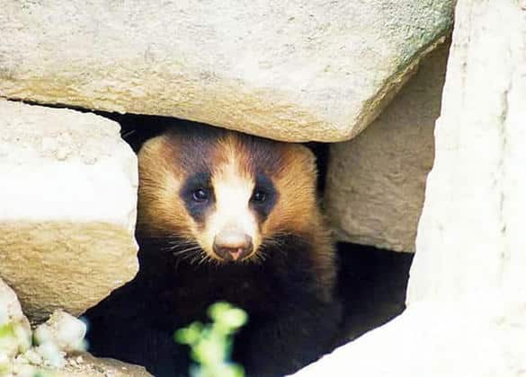 動物図鑑・アナグマ