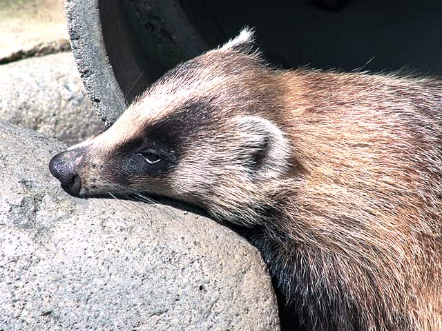 動物図鑑 アナグマ