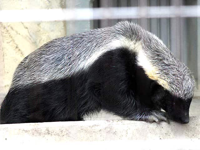 動物図鑑 ラーテル