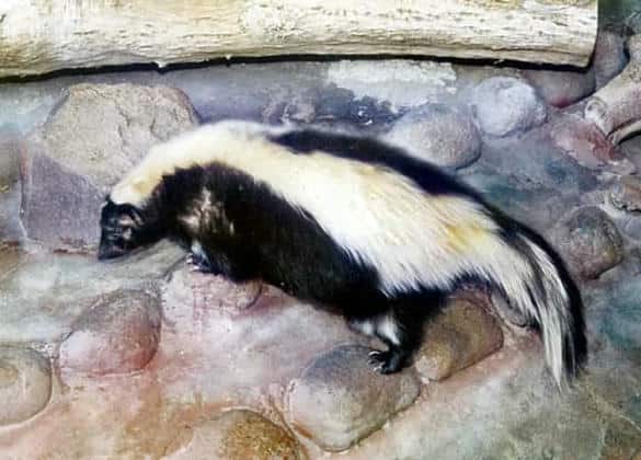 動物図鑑・シマスカンク