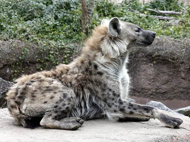 動物図鑑 ハイエナ