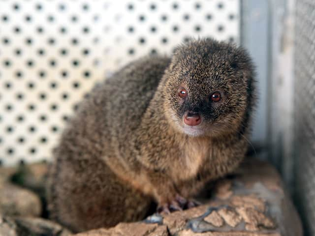 動物図鑑 フイリマングース