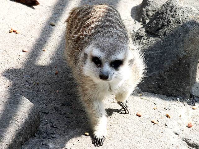 動物図鑑 ミーアキャット スリカータ