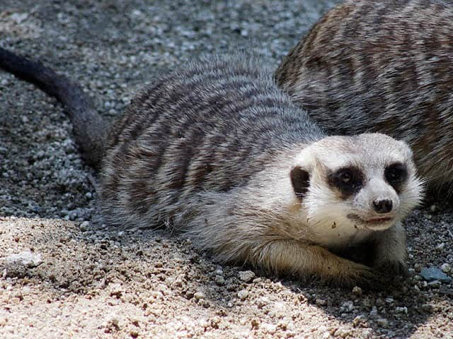 動物図鑑 ミーアキャット スリカータ