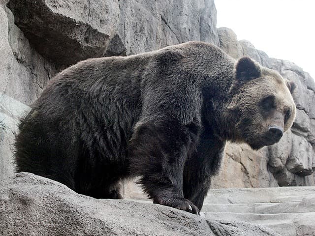 動物図鑑 エゾヒグマ