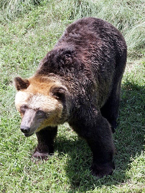 動物図鑑 ヒグマ