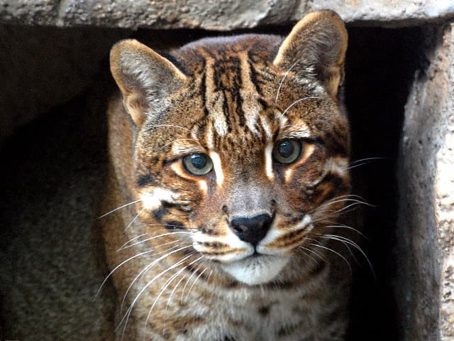 動物図鑑 アジアゴールデンキャット