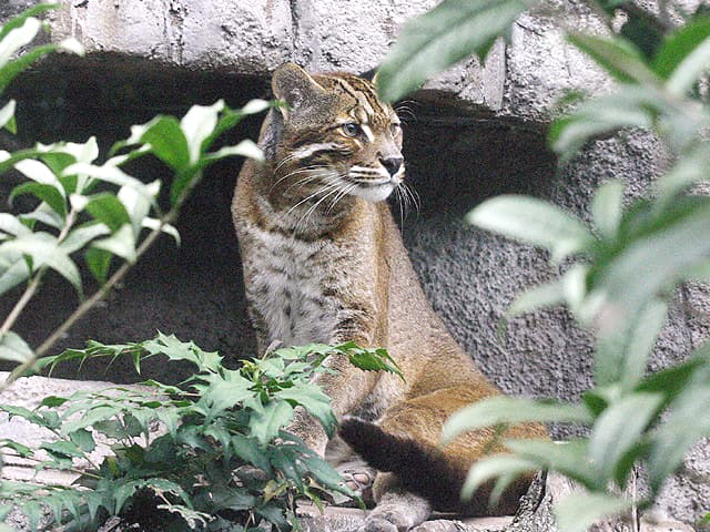 動物図鑑 アジアゴールデンキャット